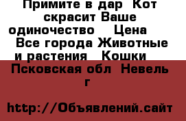 Примите в дар. Кот скрасит Ваше одиночество. › Цена ­ 0 - Все города Животные и растения » Кошки   . Псковская обл.,Невель г.